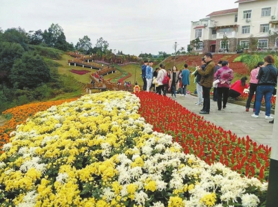 宜宾临港龙头山菊花展 免费赏花30天